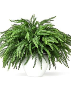 16 Pcs Christmas Norfolk Pine Stems, 19" Real Touch Norfolk Pine Branches